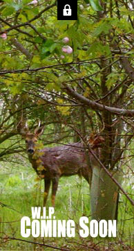 Image: Pickwick Ecology Video